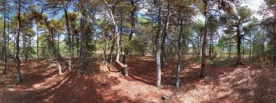 133: 16-09-2023_bosquet_del_pont_de_la_casa_sant_marti_de_canals